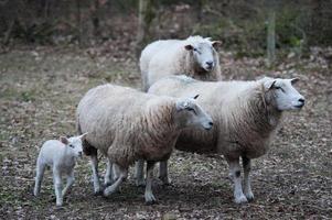 ovejas en un campo en alemania foto