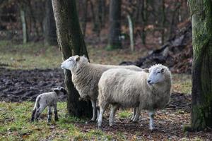 sheeps on a field in germany photo