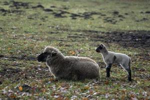 sheeps on a field in germany photo