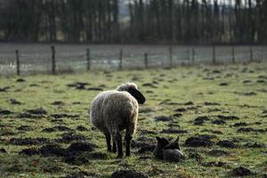 sheeps on a field in germany photo