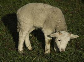 sheeps on a field in germany photo