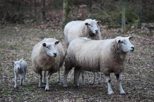 sheeps on a field in germany photo