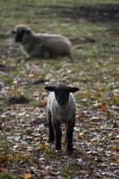 ovejas en un campo en alemania foto