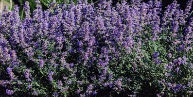 lavender aromatic flowers photo