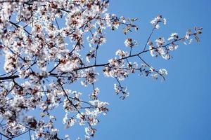 hermosa Cereza florecer árbol foto