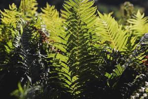 fern leafs in a park photo