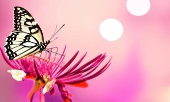 mariposa en un rosado flor con borroso antecedentes foto