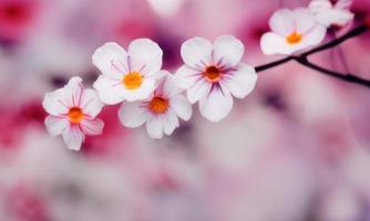 pink cherry blossom in spring photo