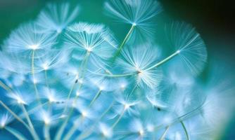 white dandelion in the wind photo