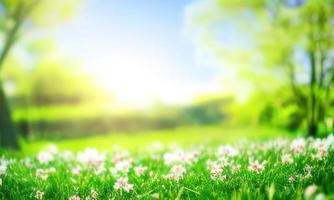 spring green grass and sun nature background photo