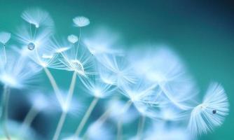 white dandelion in the wind photo