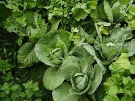 Green cabbage heads with dew drops top view photo