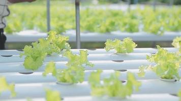 Aziatisch vrouw en Mens boer werken samen in biologisch hydrocultuur salade groente boerderij. gebruik makend van tablet inspecteren kwaliteit van sla in kas tuin. slim landbouw video