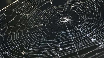 araignée accroché en dehors ses la toile pièges, araignée net Contexte video