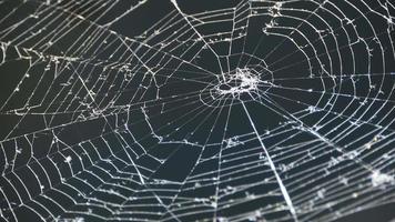 strong cobweb network sways in the wind, close-up video