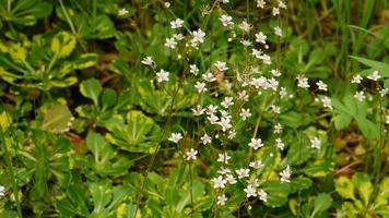 sencillo pequeño blanco primavera salvaje flores enfocar en video