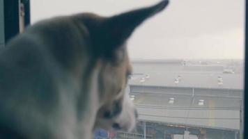 A dog sits and looks out the window of the house when it rains. video