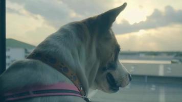 hond zittend door de venster van de huis op zoek buiten de huis video