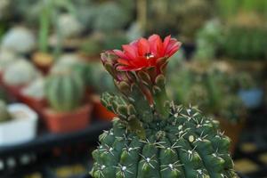 cactus flor en el parte superior cabeza foto