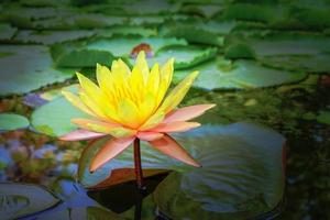 yellow lotus on the pond with green leaves photo