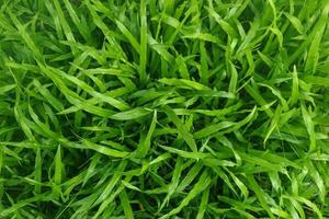 grass background texture on lawn photo