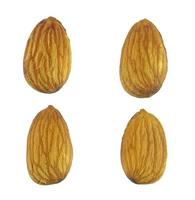 isolated almond collection photo