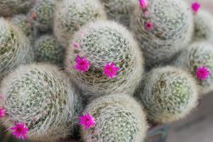 close up cactus with small pink flower photo