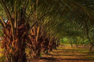 palma árbol plantación en calentar ligero foto