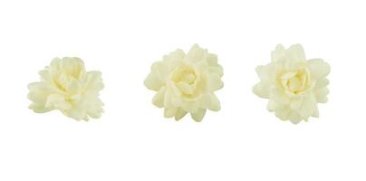 flor de jazmín aislado sobre fondo blanco foto