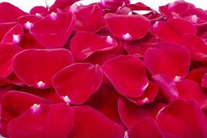 fresh red rose petals photo