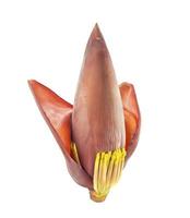 isolated banana blossom with open red bracts photo