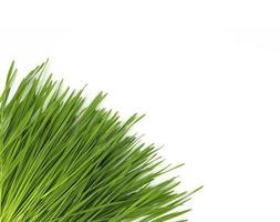 wheat grass put down on white photo