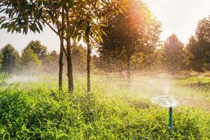 watering durian tree in garden field photo