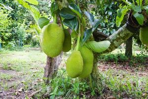 jaca en árbol en jardín granja foto