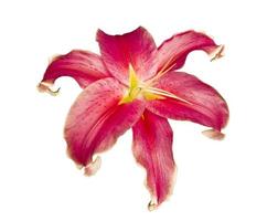 Oriental Stargazer Lily photo