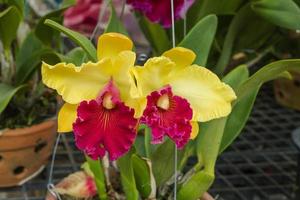 red and yellow cattleya orchid flower photo