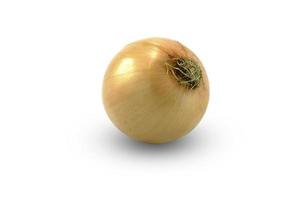 single onion bulb on white photo