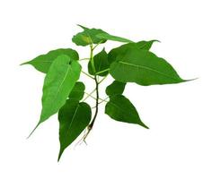 bodhi tree plant on white background photo