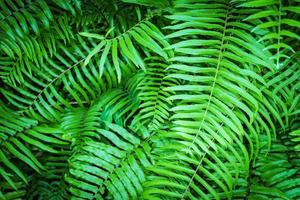 many green fern leaves background photo
