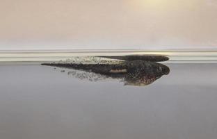 tadpole swimming on water photo