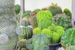 group of cactus arrange in garden photo