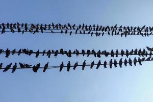 group of pigeon birds standing on wire photo