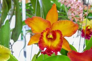 beautiful cattleya orchids flower in orange color photo