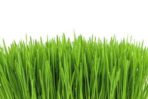 grass background with dew photo