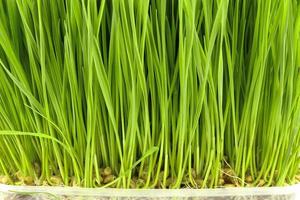 wheat grass background growing photo