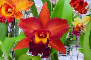 cattleya orchids flower in red color photo