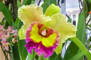 close up beautiful orchids flower photo