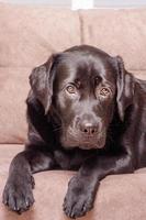 A dog of the Labrador retriever breed lies on a brown sofa. An animal, a pet at home. photo