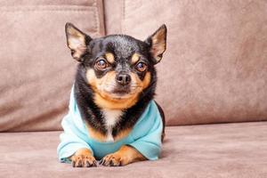 Chihuahua in a blue hoodie. The dog is lying on a brown sofa. Animal, pet. photo