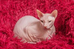 A sphynx cat lies on a red blanket. The cat is resting in a chair at home. photo